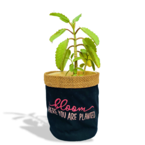 Planter – Bloom Where You are Planted