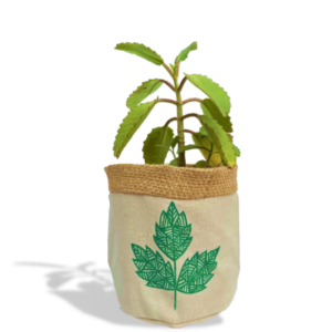 Planter – Three Leaves