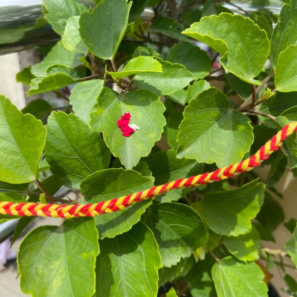 Simple rakhi